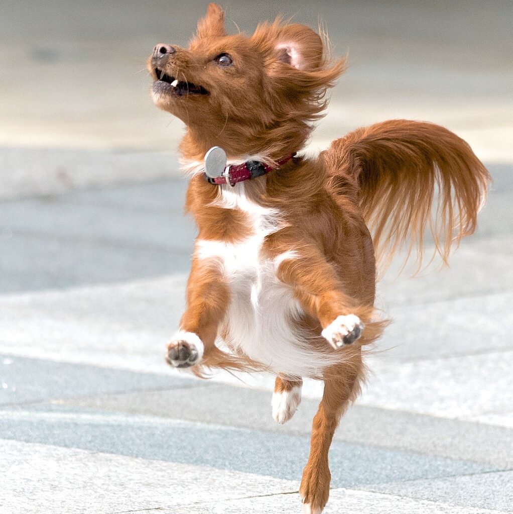 dog, action, pet-2681532.jpg