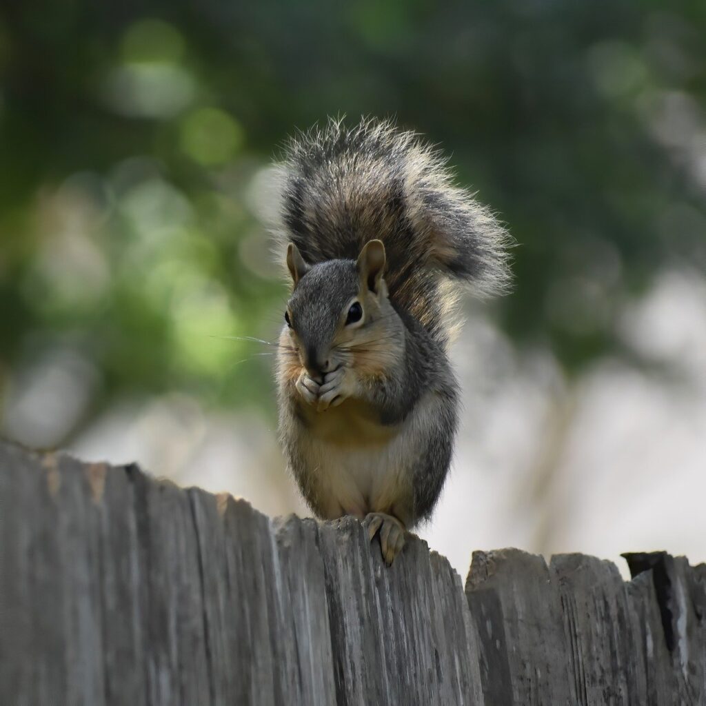 squirrel, rodent, eating-7962116.jpg